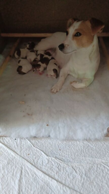 Jack Russell Terrier Puppies
