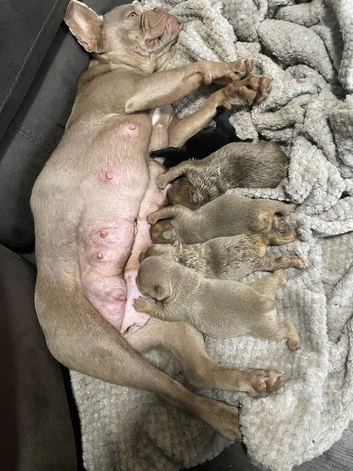 REDUCED! Last Fluffy & Pink frenchie