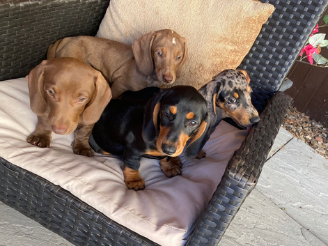 Beautiful miniature dachshund puppies