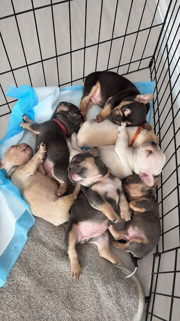 6 French bulldogs puppies KC registered