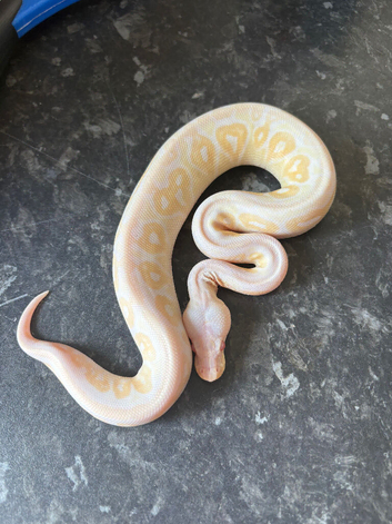 Cb26 female cinnamon candino royal python for sale