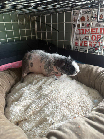 2 x boy skinny pigs