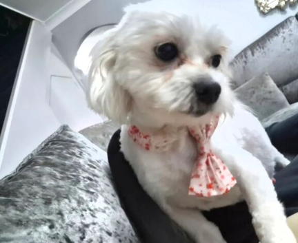 F1 generation Maltipoo's