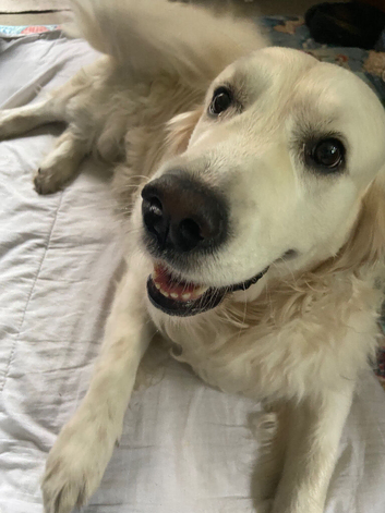 Premium dog Walker services