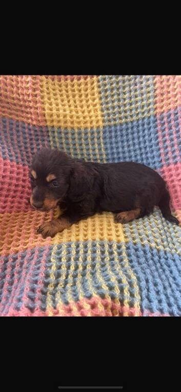 Dachshunds cross Shih Tzu