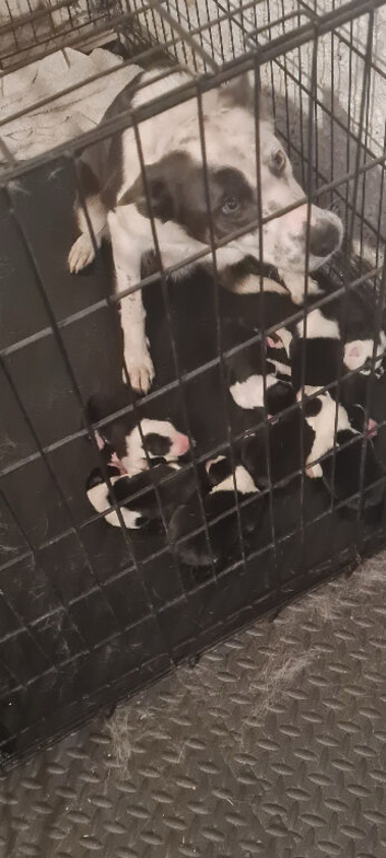 Stunning litter of 8 collie pups