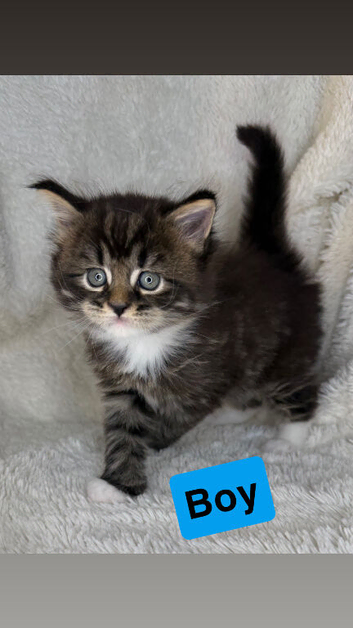 Maine coon x British shorthair