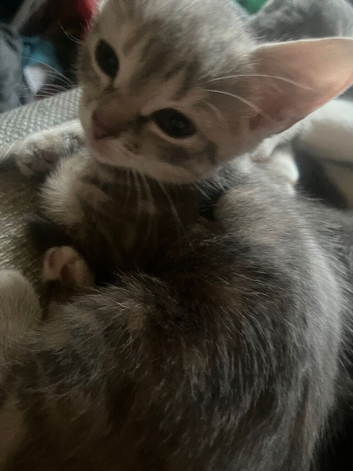 Kittens