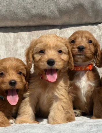 Gorgeous cockapoo puppies