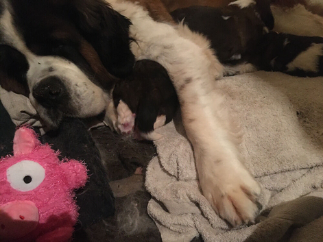 Roughcoat St. Bernard pups for sale to approved homes.