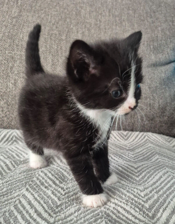 4 gorgeous kittens ready to reserve