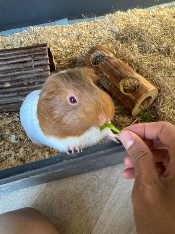 Guinea Pig Sow