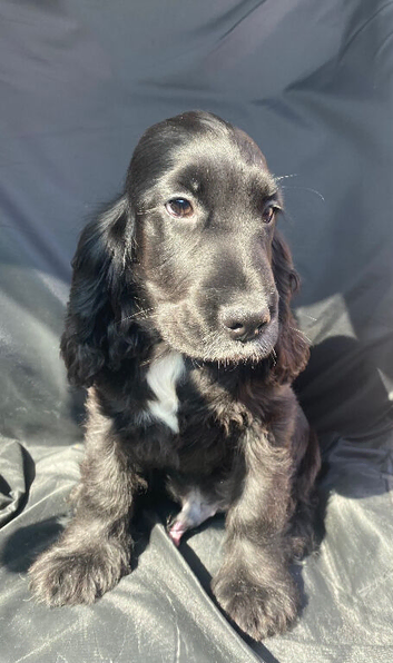 KC STUNNING SHOW TYPE COCKER SPANIELS