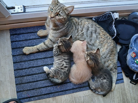 Beautiful Tabby kittens for sale