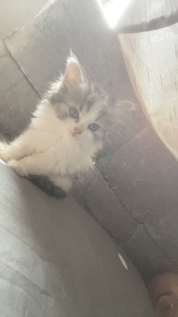 Girls and boys available Persian cross