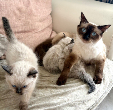 Beautiful ragdoll&rsquo;s