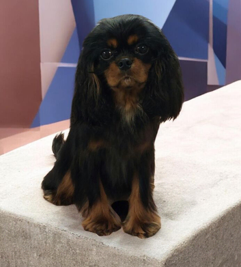 Kc Reg Cavalier King Charles Spaniel Stud