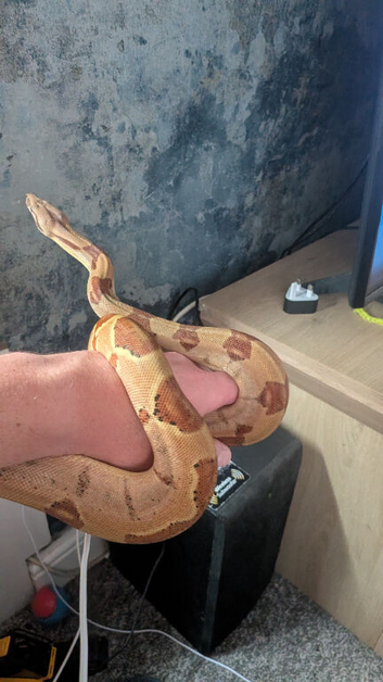 Central american boa and viv for sale