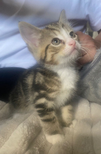 1 male tabby for sale