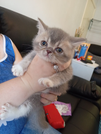 Exotic shorthair x Scottish straight kittens