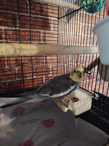 Baby cockatiel