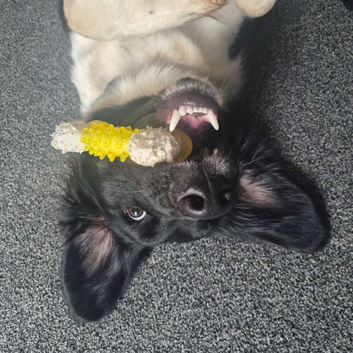 Rocky - Young Male Sprollie Looking for a Loving Home