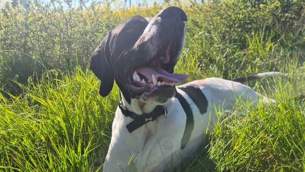 Female English pointer