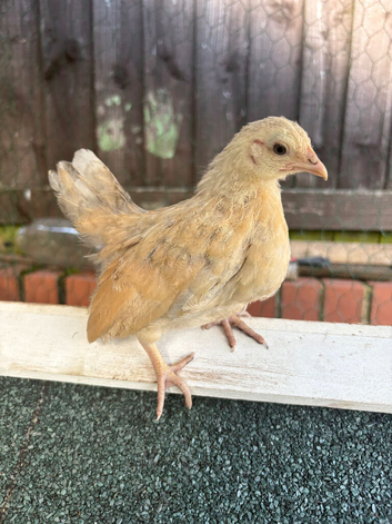 Pure Serama & Pekin Chicks ready now