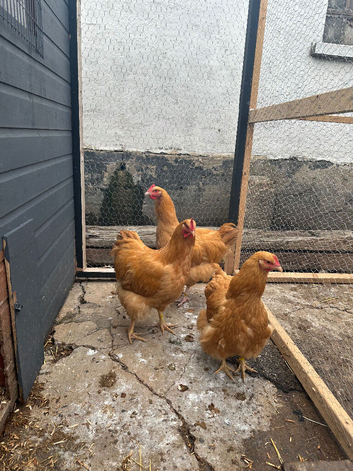 buff orpington