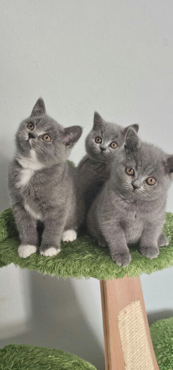 GCCF Registered British Shorthair Kittens