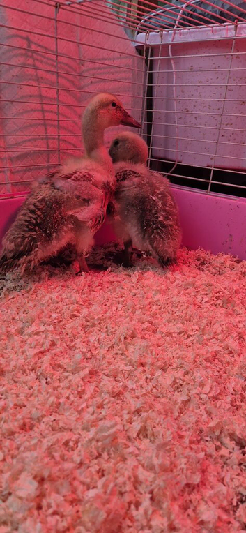 Harliquin ducklings