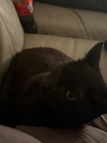 Female cat