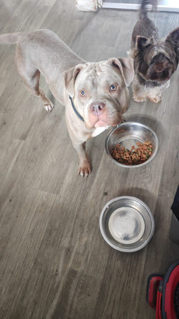 American Bully Pocket