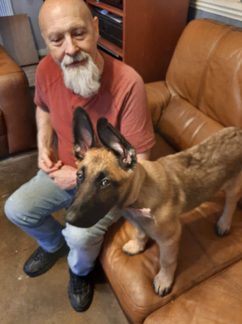 German shepherd puppy 12% malinois.