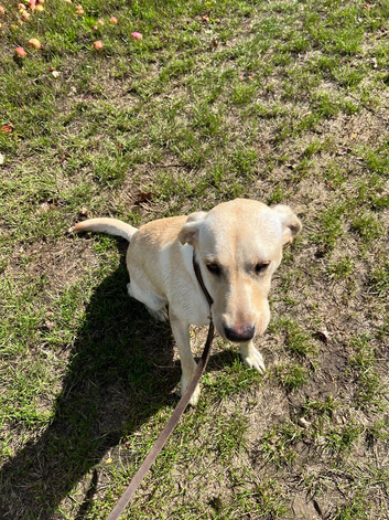 Labrador retriever