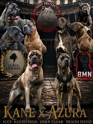 Grand champion, health tested formentino pups