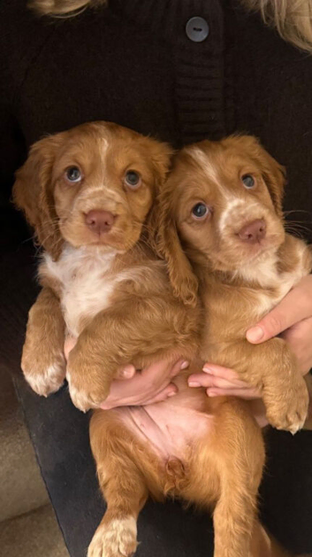 Stunning Cockapoo Puppies With Brilliant Socialisation
