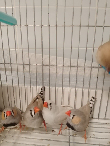 Exhibition zebra Finches for sale