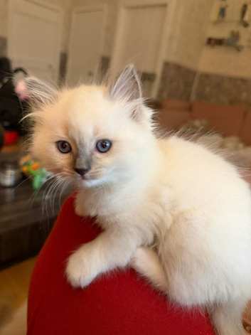 Ragdoll kittens for sale