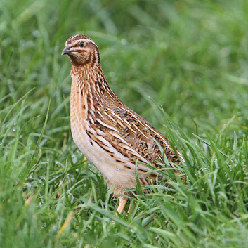 Free Quail Males