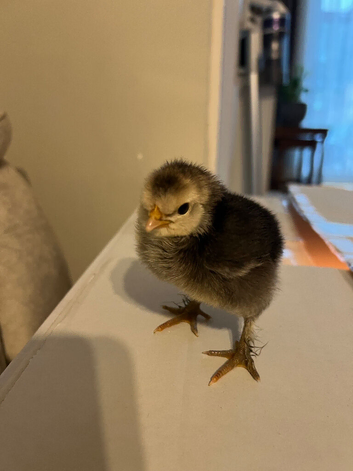Chicks