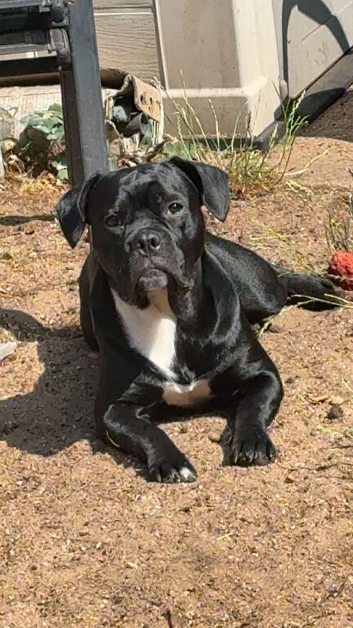 Cane corso x French bull dog
