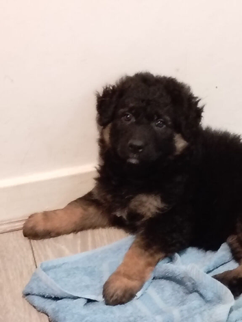 German shepherd puppies