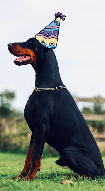 Big euro male dobe