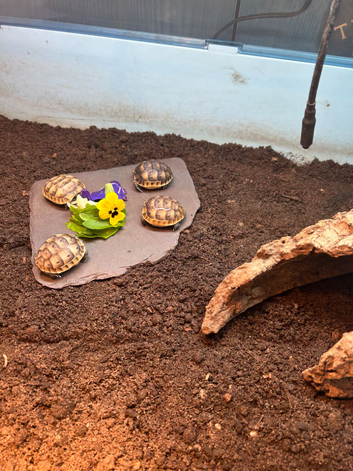 Baby Spur Thighed Tortoises