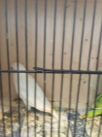 30 x opaline Fischer lovebirds,read all my advert.