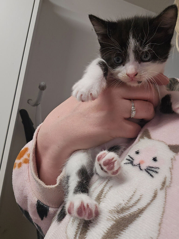 4 beautiful kittens