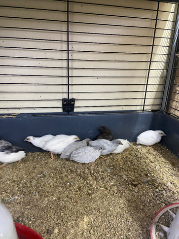 Chinese painted quail eggs