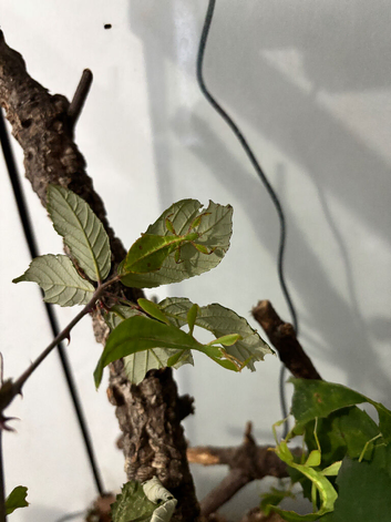 Leaf Insect Nymphs