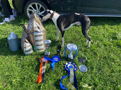 Non kc whippet for stud